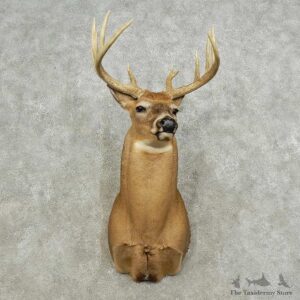 Whitetail Deer Shoulder Mount For Sale #15881@ The Taxidermy Store