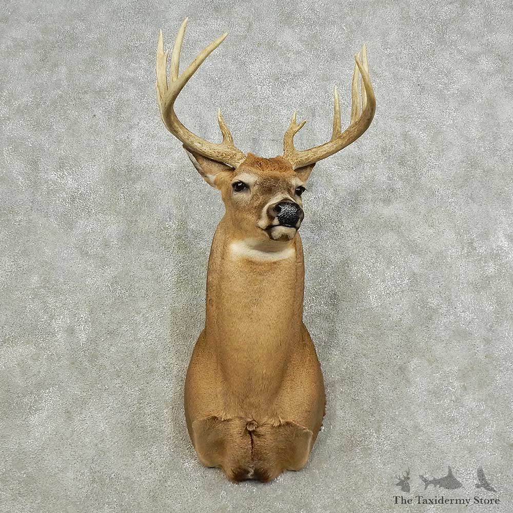 Whitetail Deer Shoulder Mount For Sale #15881@ The Taxidermy Store
