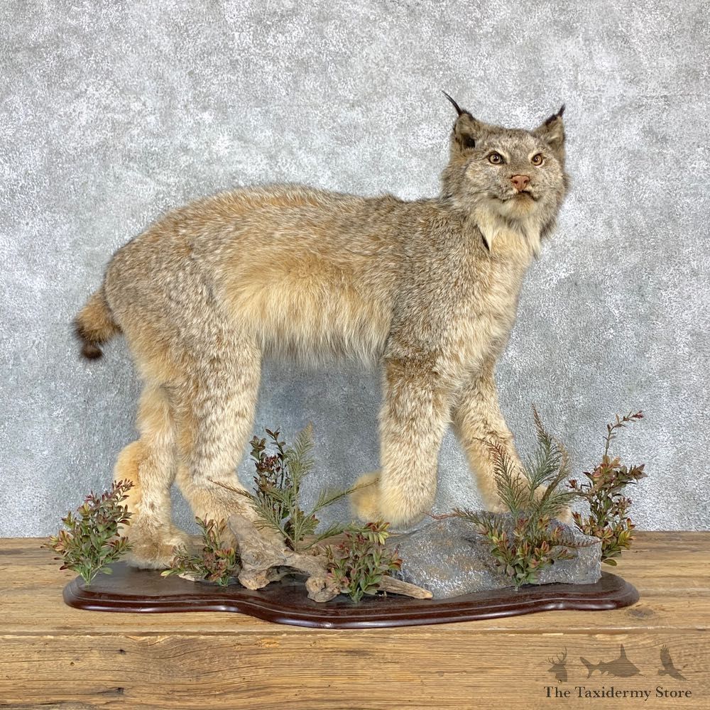 Canadian Lynx Life-Size Taxidermy Mount For Sale #23179 @ The Taxidermy Store
