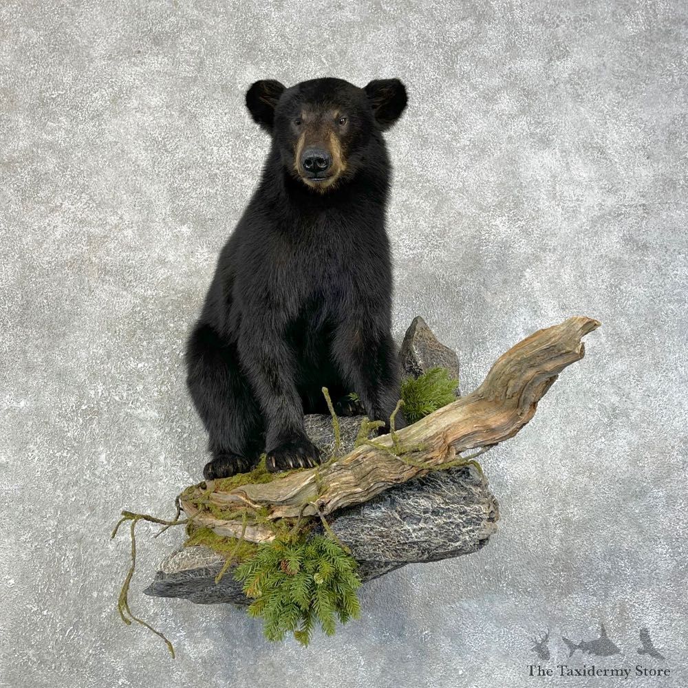 Black Bear Cub Taxidermy Mount For Sale #24632 @ The Taxidermy Store