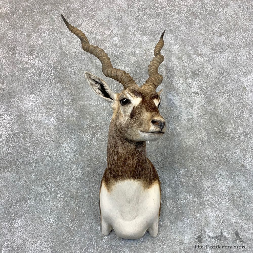 India Blackbuck Shoulder Mount For Sale #23524 @ The Taxidermy Store
