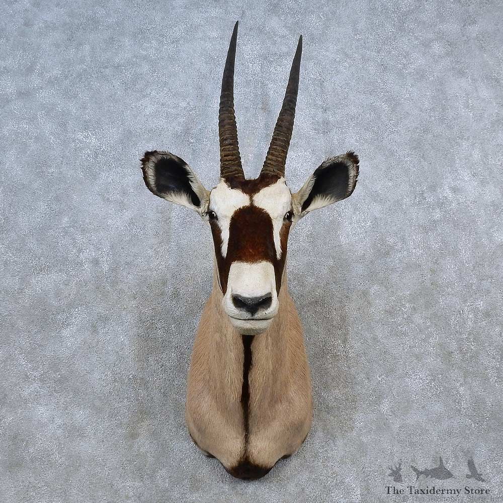 African Gemsbok Shoulder Mount For Sale #15582 @ The Taxidermy Store