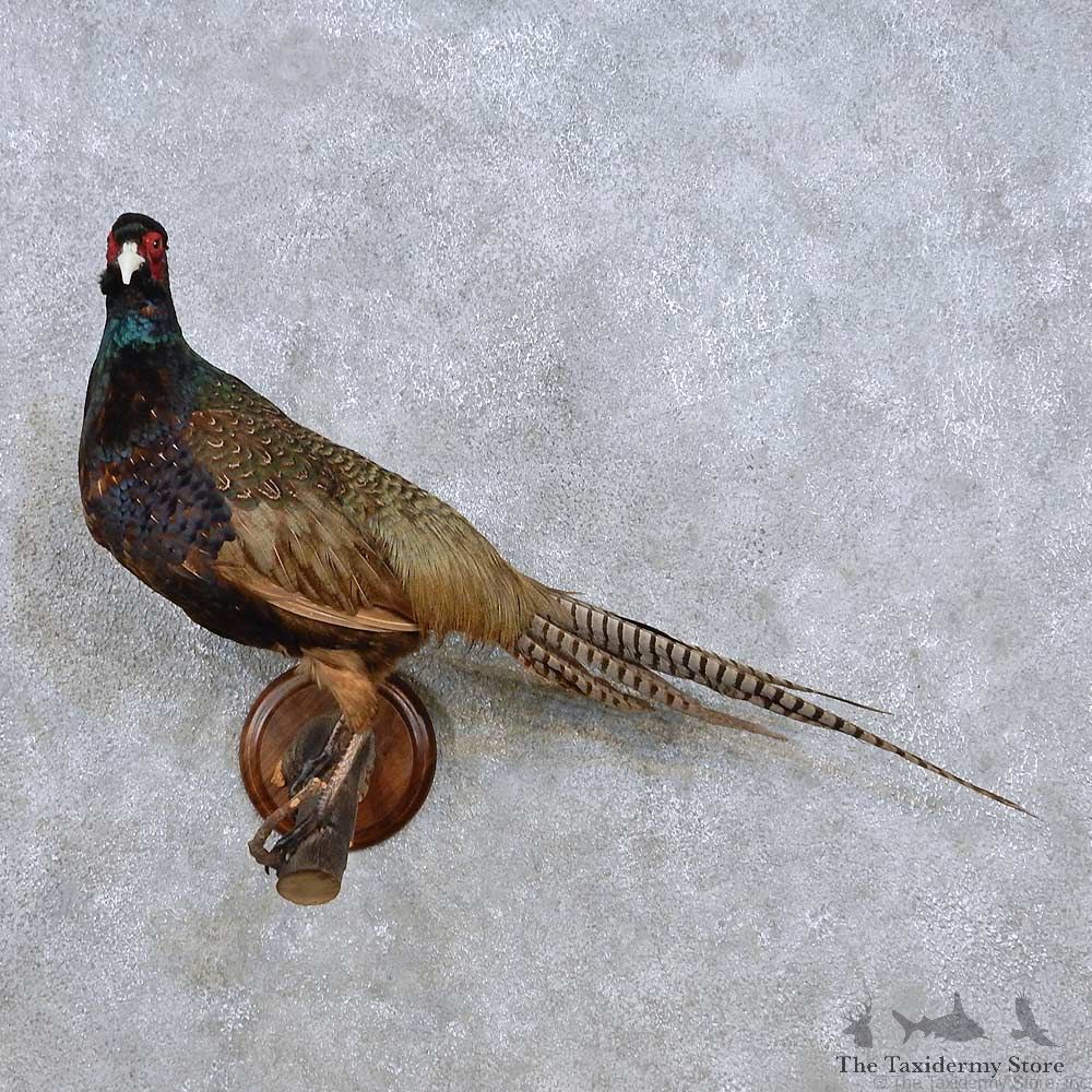 Perched Black Pheasant Mount For Sale #14253 @ The Taxidermy Store