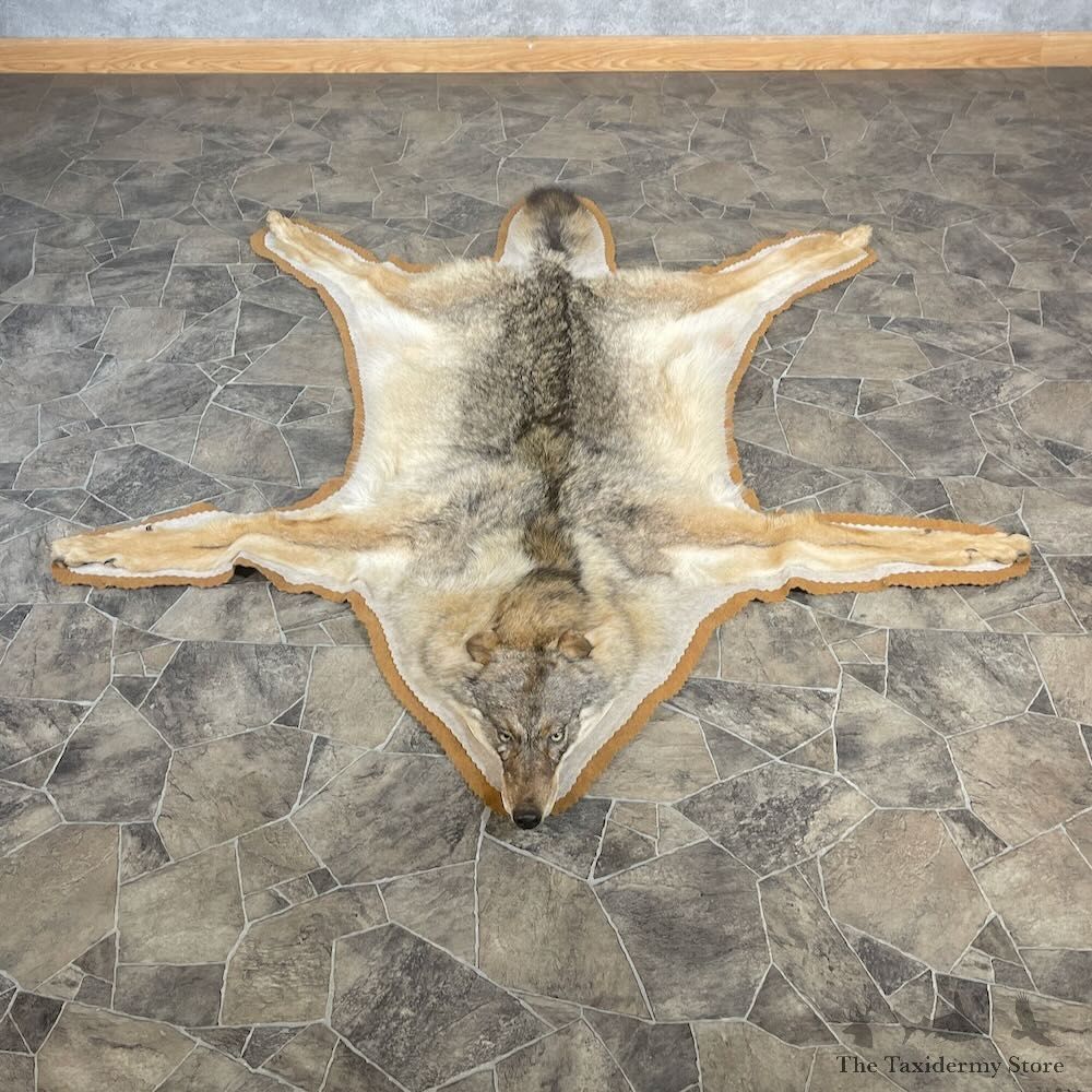 Coywolf Full Rug Mount For Sale #27860 @ The Taxidermy Store