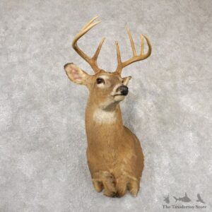 Whitetail Deer Taxidermy Shoulder Mount For Sale #18849 @ The Taxidermy Store