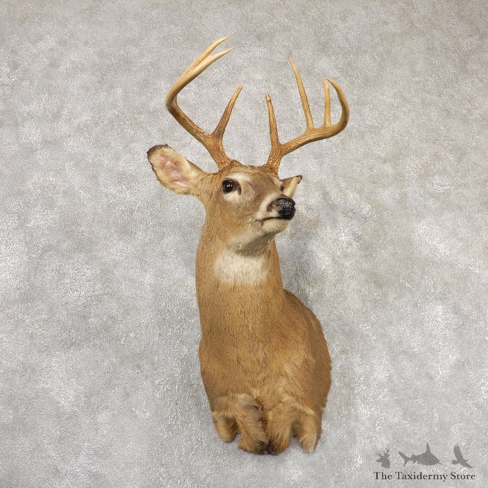Whitetail Deer Taxidermy Shoulder Mount For Sale #18849 @ The Taxidermy Store