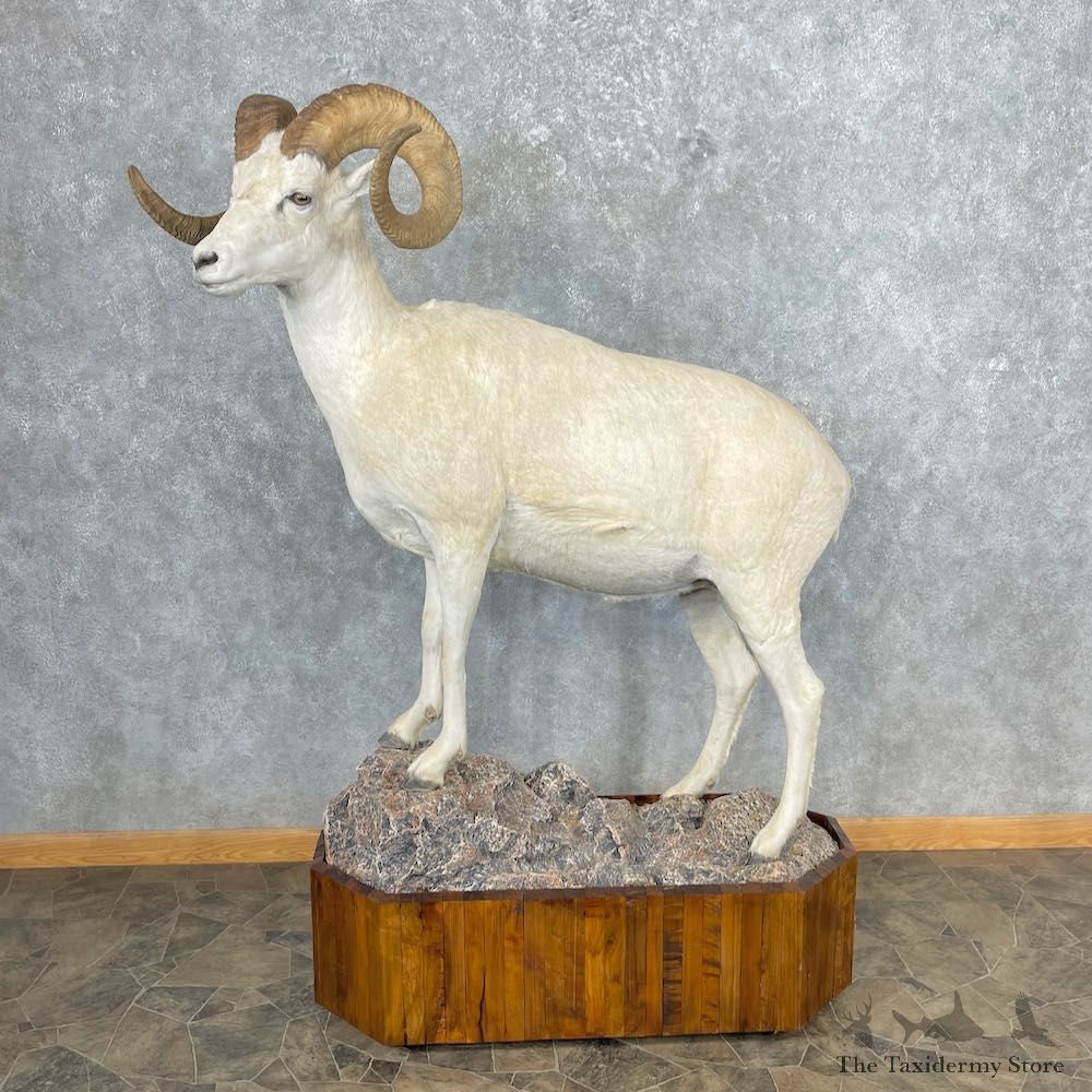 Dall Sheep Life-Size Mount For Sale #26884 @ The Taxidermy Store
