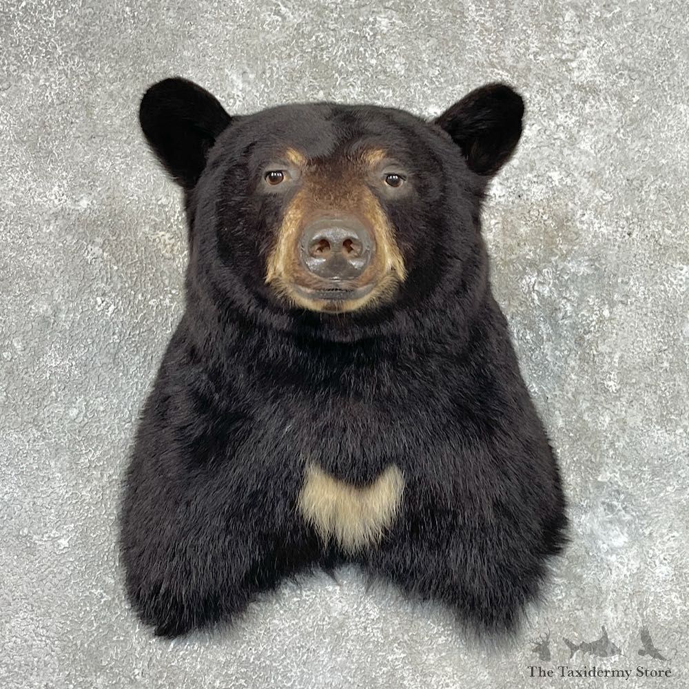 Black Bear Shoulder Mount For Sale #26922 @ The Taxidermy Store