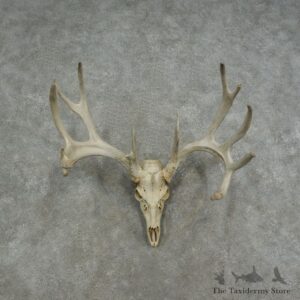 Whitetail Deer Skull European Mount For Sale #17073 @ The Taxidermy Store