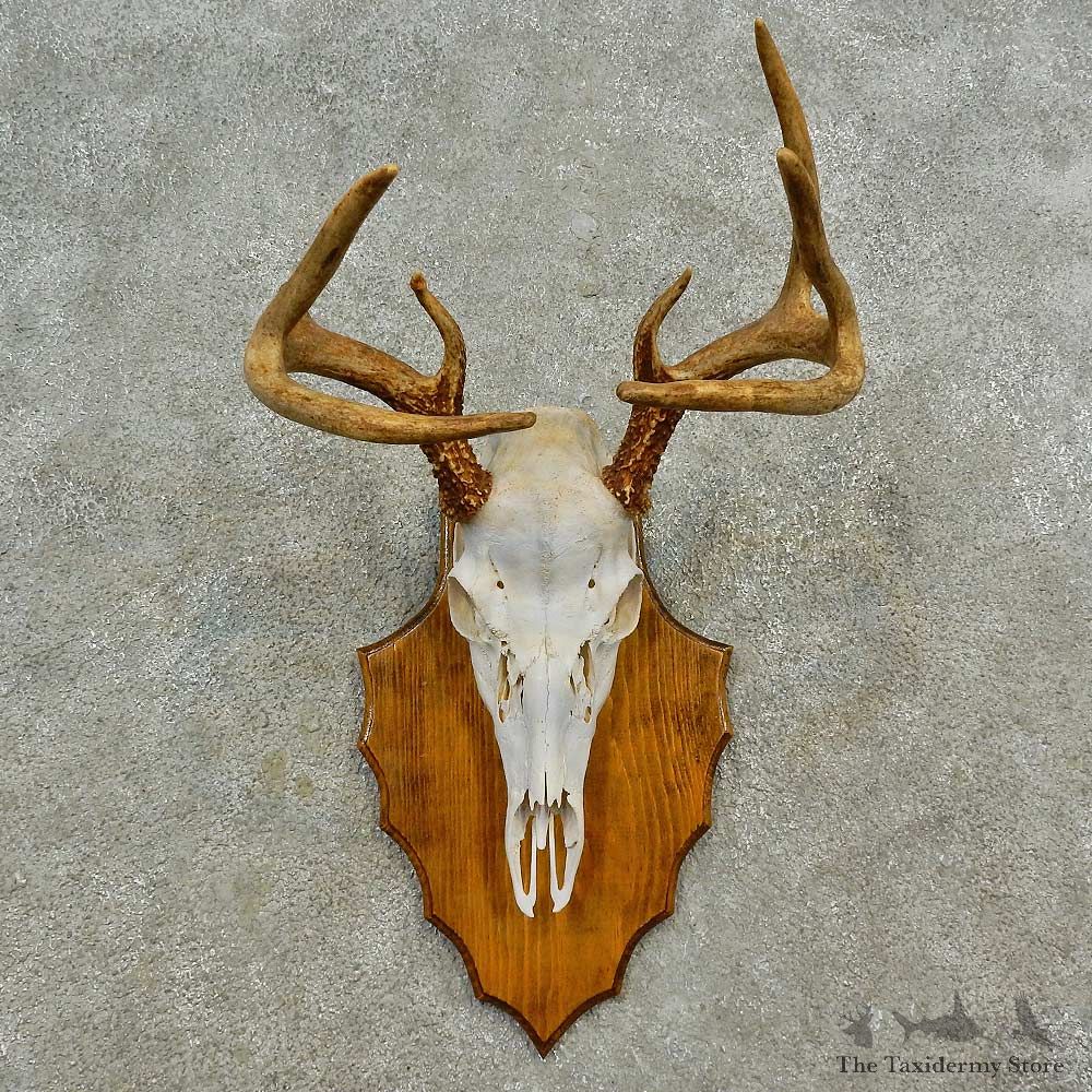 Whitetail Deer Skull European Mount For Sale #16587 @ The Taxidermy Store