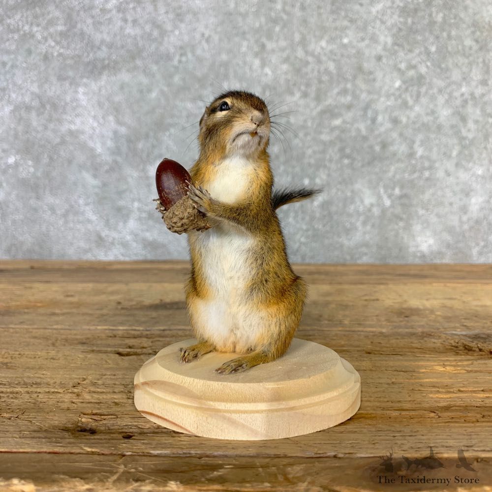 Chipmunk Life-Size Mount For Sale #23232 @ The Taxidermy Store