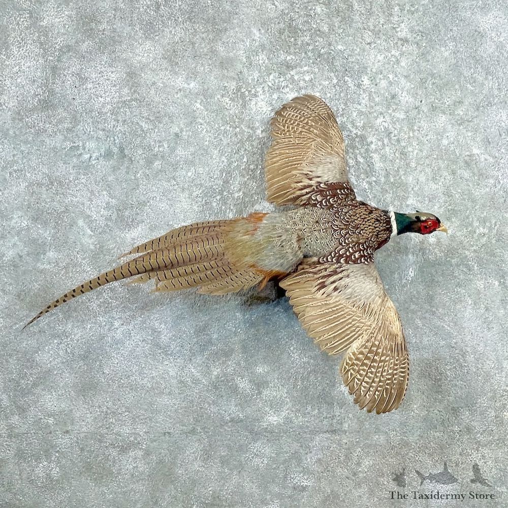 Ringneck Pheasant Bird Mount For Sale #26900 @ The Taxidermy Store
