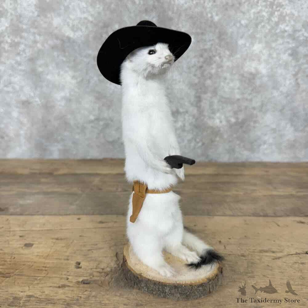 Cowboy Ermine Novelty Mount For Sale #30614 @ The Taxidermy Store