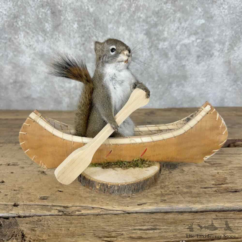 Canoeing Red Squirrel Novelty Mount For Sale #31589 @ The Taxidermy Store