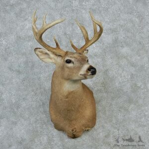 Whitetail Deer Taxidermy Shoulder Mount #12870 For Sale @ The Taxidermy Store