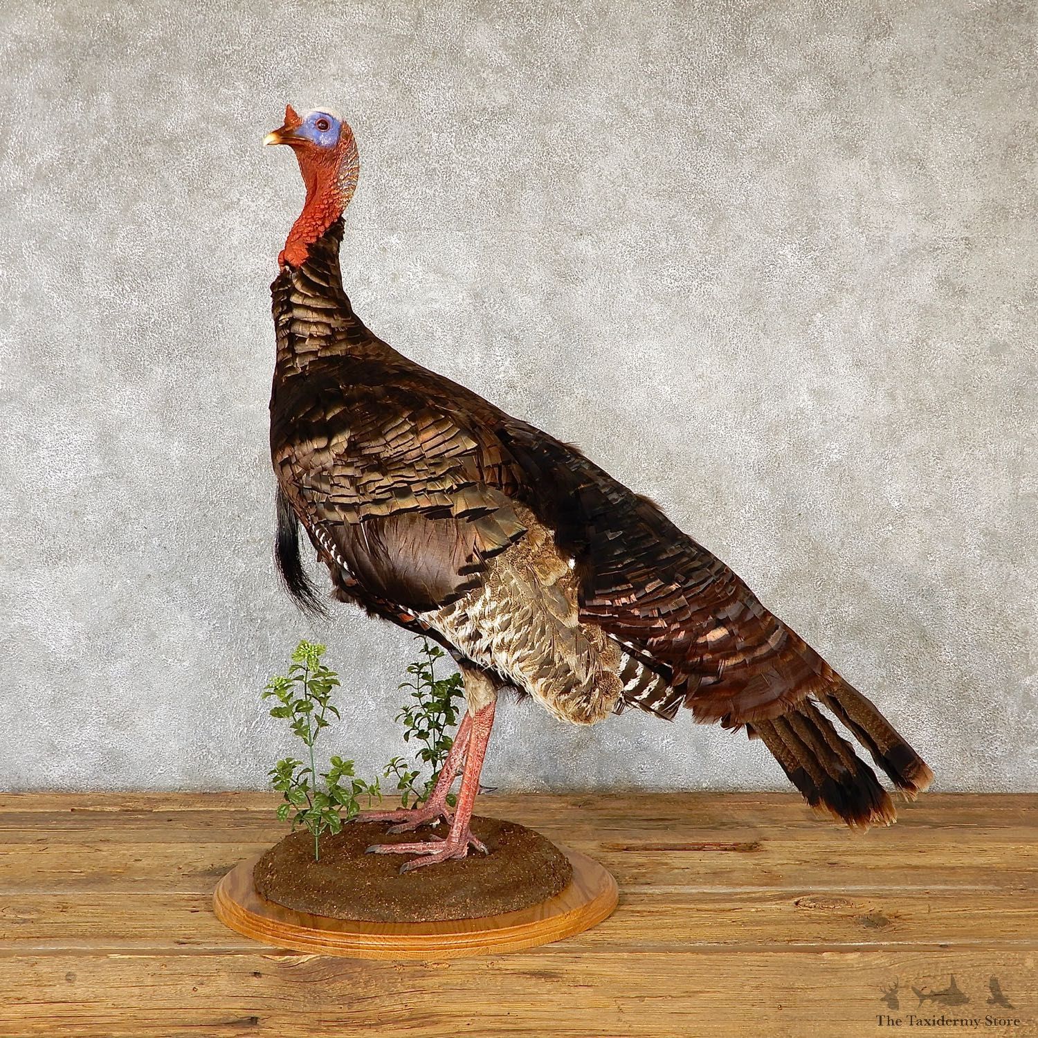 Eastern Turkey Bird Mount For Sale #19349 @ The Taxidermy Store