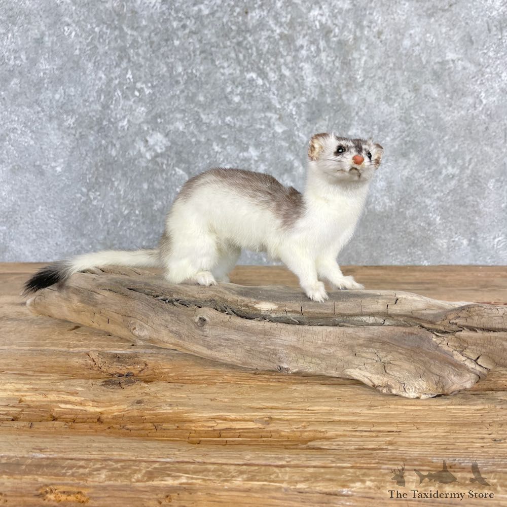 Ermine Life-Size Mount For Sale #27183 @ The Taxidermy Store
