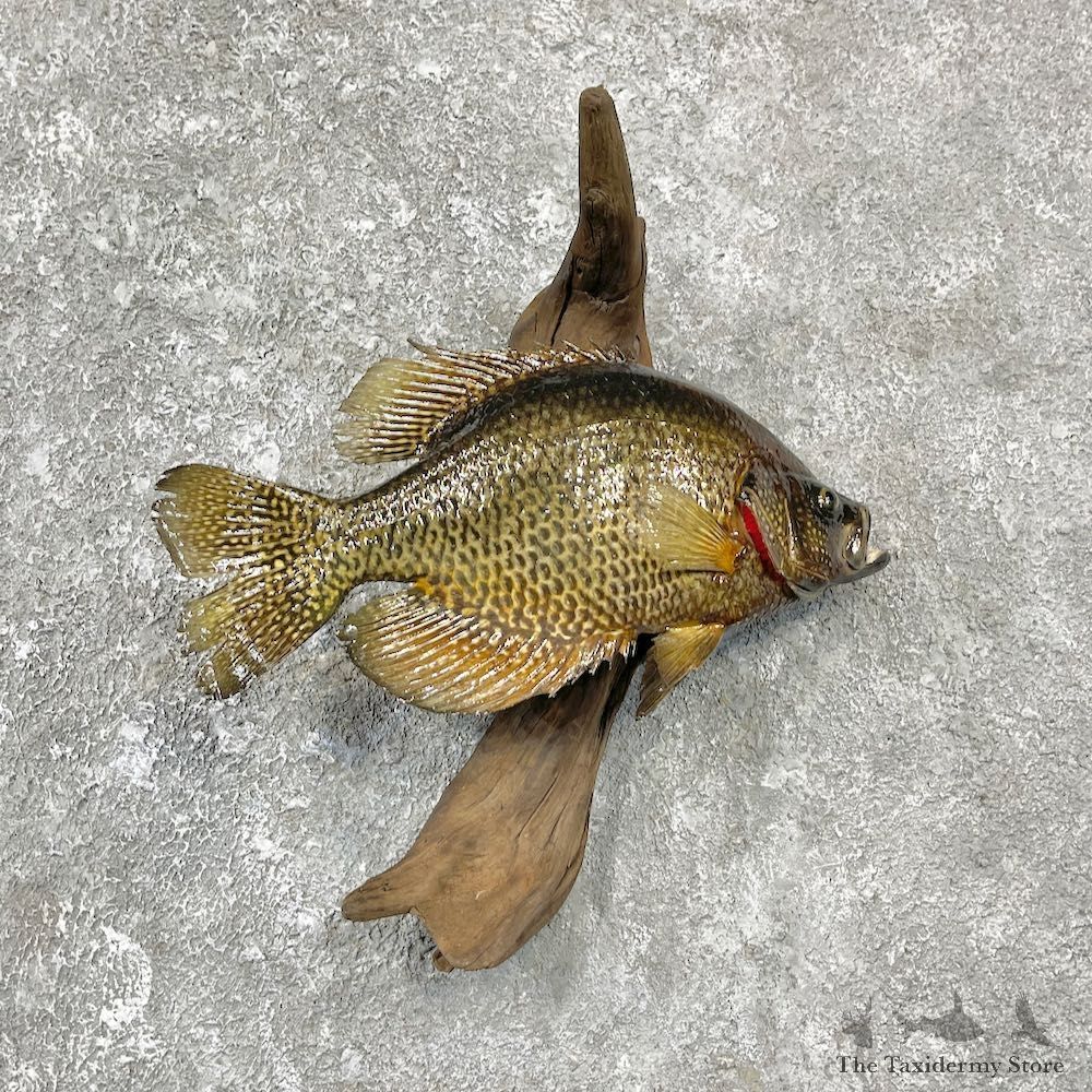 Black Crappie Taxidermy Fish Mount #25938 For Sale @ The Taxidermy Store