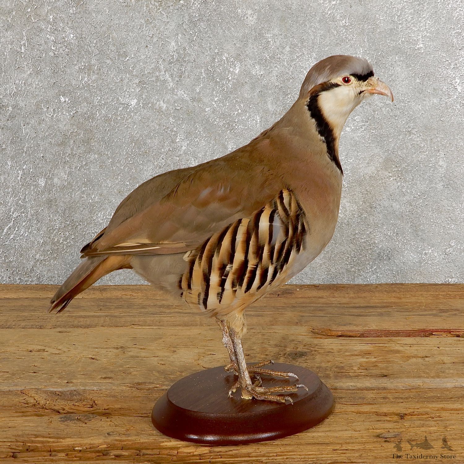 Chukar Taxidermy Mount For Sale #19765 @ The Taxidermy Store