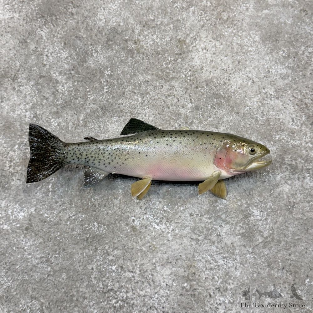 Cutthroat Trout Fish Mount For Sale #29878 @ The Taxidermy Store