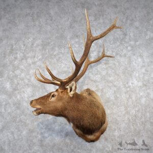 Rocky Mountain Elk Shoulder Taxidermy Head Mount #10619 For Sale @ The Taxidermy Store