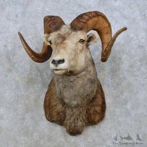 Stone Sheep Shoulder Mount For Sale #15007 @ The Taxidermy Store