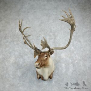 Quebec Labrador Caribou Shoulder Mount For Sale #18345 @ The Taxidermy Store
