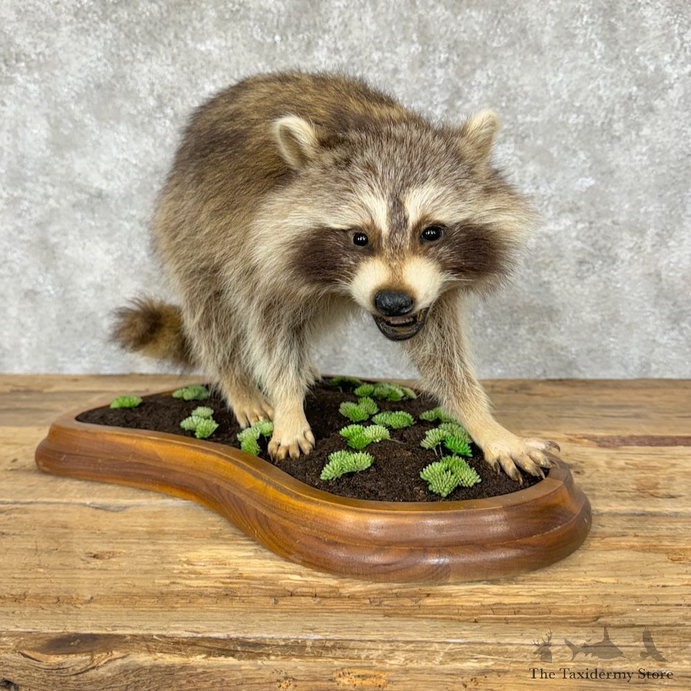Raccoon Life-Size Mount For Sale #29361 @ The Taxidermy Store