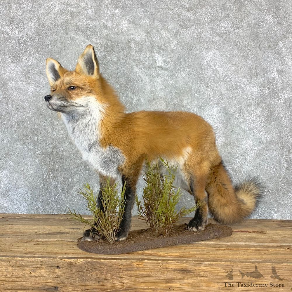 Red Fox Life-Size Mount For Sale #23019 @ The Taxidermy Store