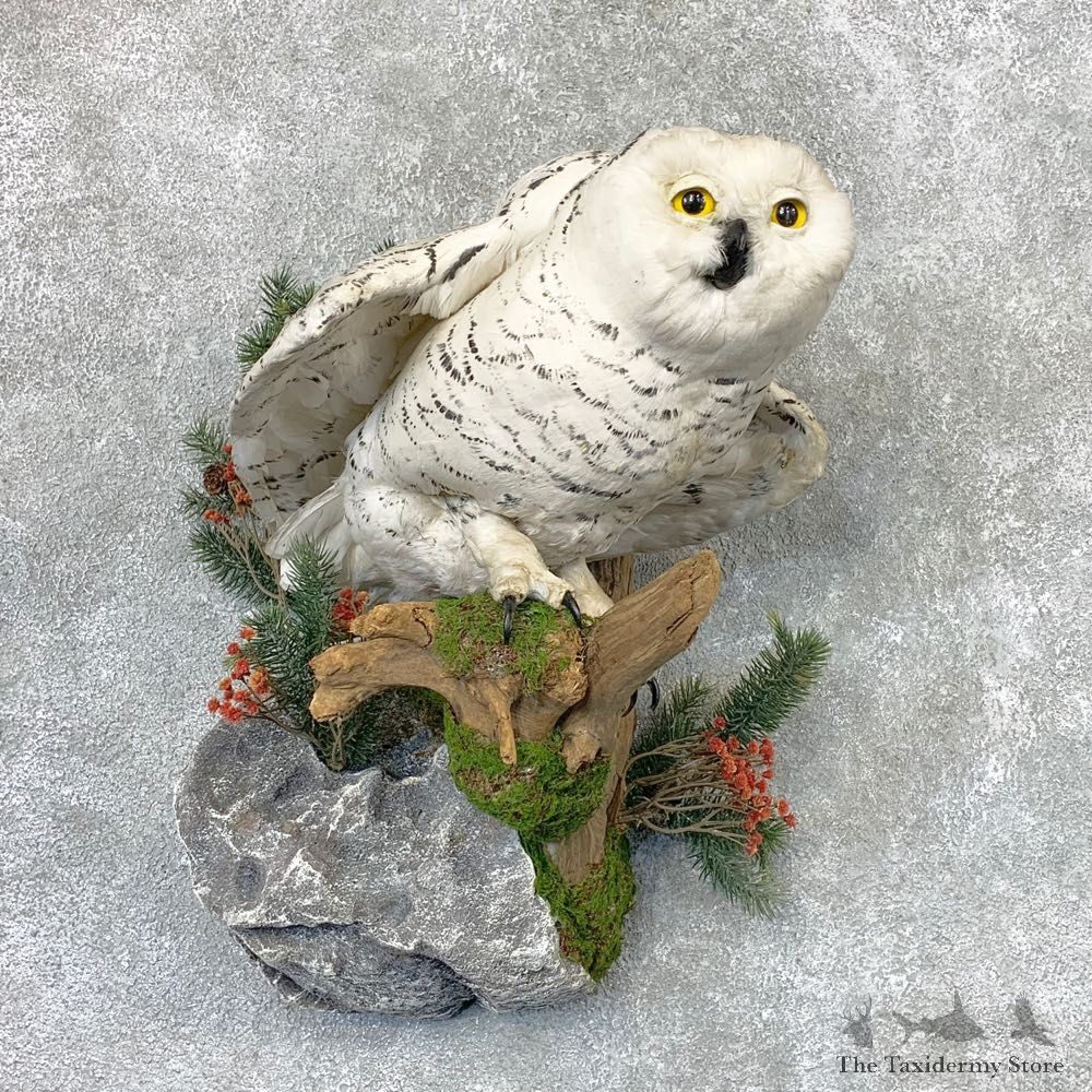 Snowy Owl Reproduction Bird Mount For Sale #22316 @ The Taxidermy Store