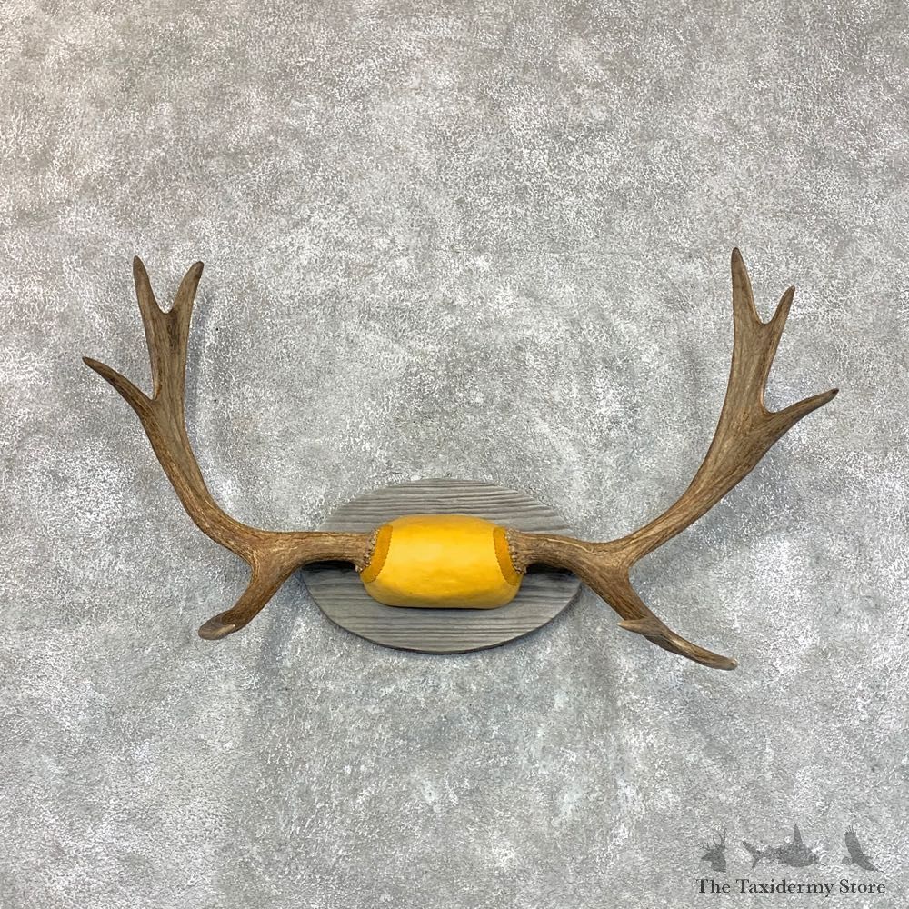 Maine Moose Antler Plaque For Sale #22651 @ The Taxidermy Store
