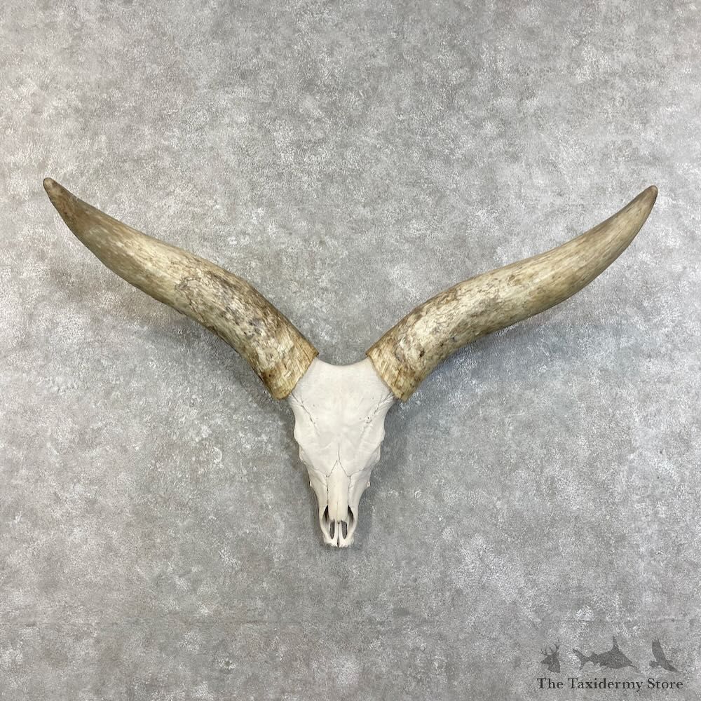 Watusi Longhorn Skull European Mount For Sale #27467 @ The Taxidermy Store