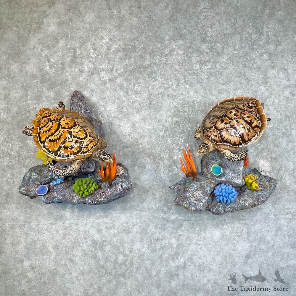 Hawksbill Sea Turtle Reproduction Taxidermy Mount For Sale - #25376