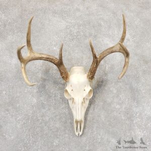 Whitetail Deer Skull European Mount For Sale #18914 @ The Taxidermy Store