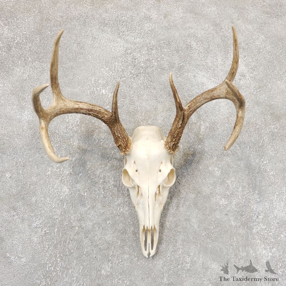Whitetail Deer Skull European Mount For Sale #18914 @ The Taxidermy Store