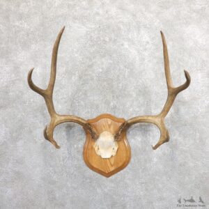 Mule Deer Taxidermy Plaque #19662 For Sale @ The Taxidermy Store