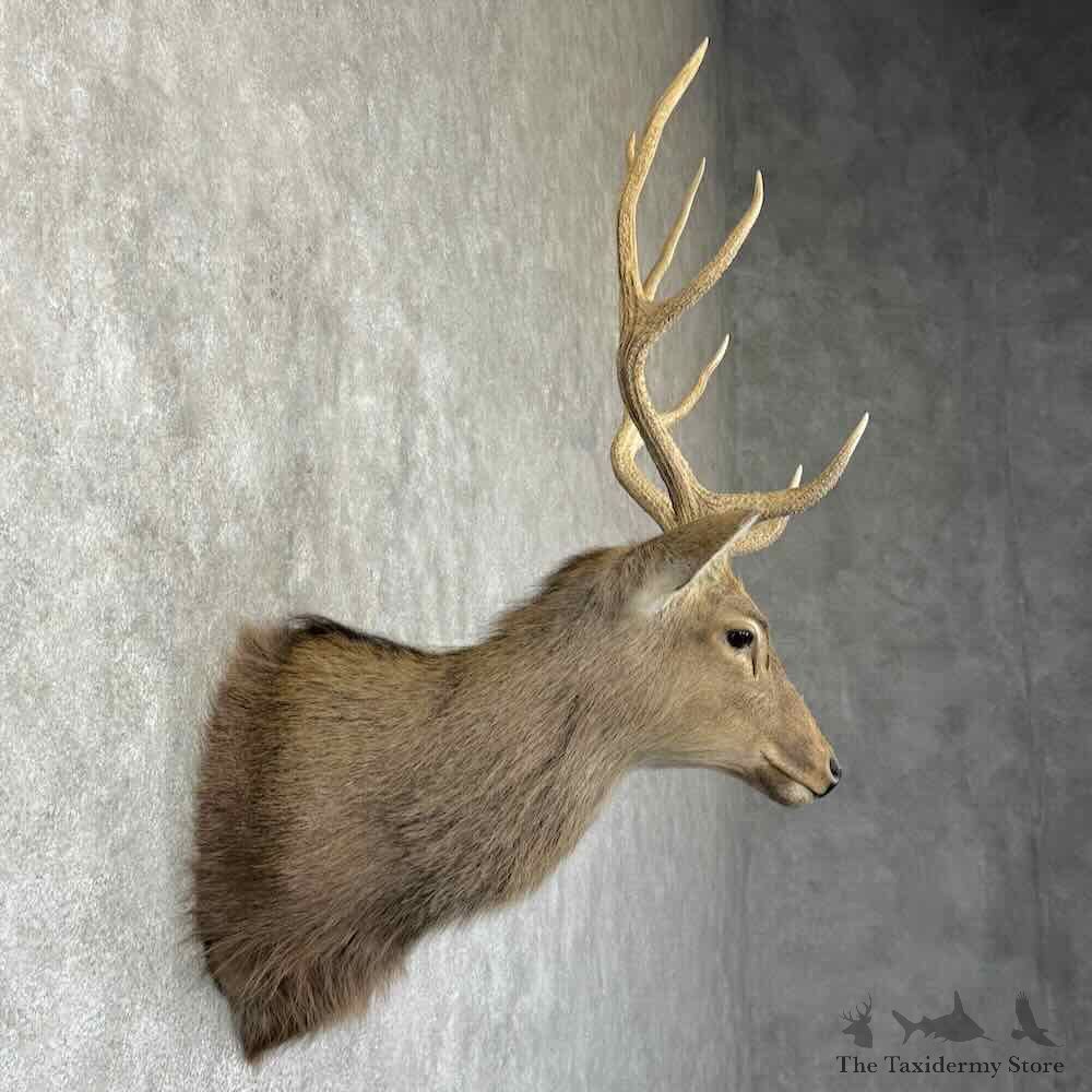 Japanese Sika Deer Shoulder Mount For Sale #31344 @ The Taxidermy Store