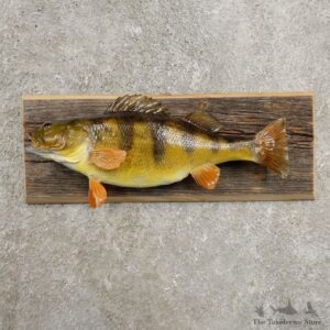 Yellow Perch Fish Mount For Sale #20960 @ The Taxidermy Store