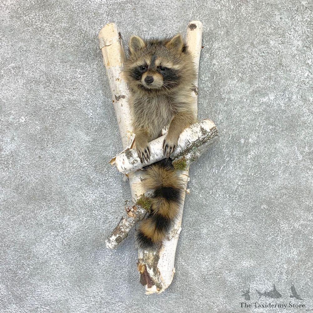 Raccoon Half Life-Size Mount For Sale #22465 @ The Taxidermy Store