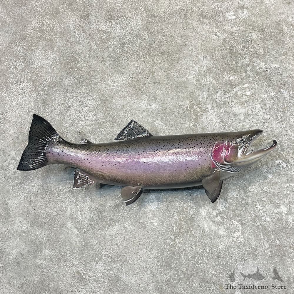 Rainbow Trout Fish Mount For Sale #27619 @ The Taxidermy Store