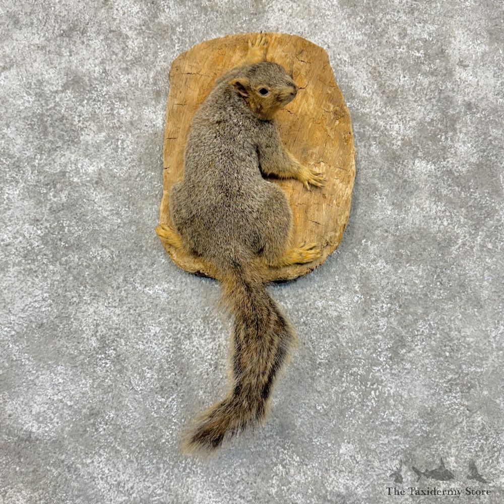 Fox Squirrel Life-Size Mount For Sale #29704 @ The Taxidermy Store