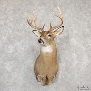 Whitetail Deer Shoulder Mount For Sale #20002 @ The Taxidermy Store