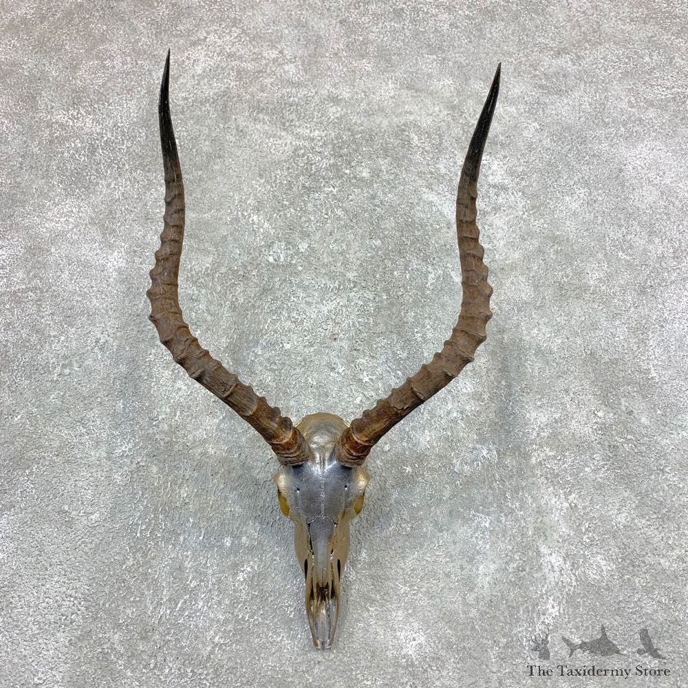 Impala Skull & Horn European Mount For Sale #23364 @ The Taxidermy Store