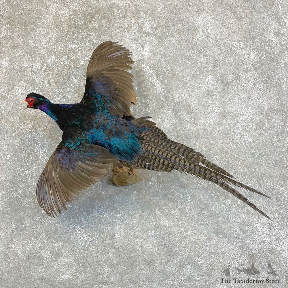 Black Pheasant Bird Mount For Sale #24118 @ The Taxidermy Store