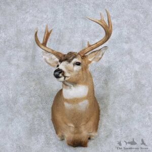 Sitka Blacktail Deer Shoulder Mount For Sale #13880 For Sale @ The Taxidermy Store