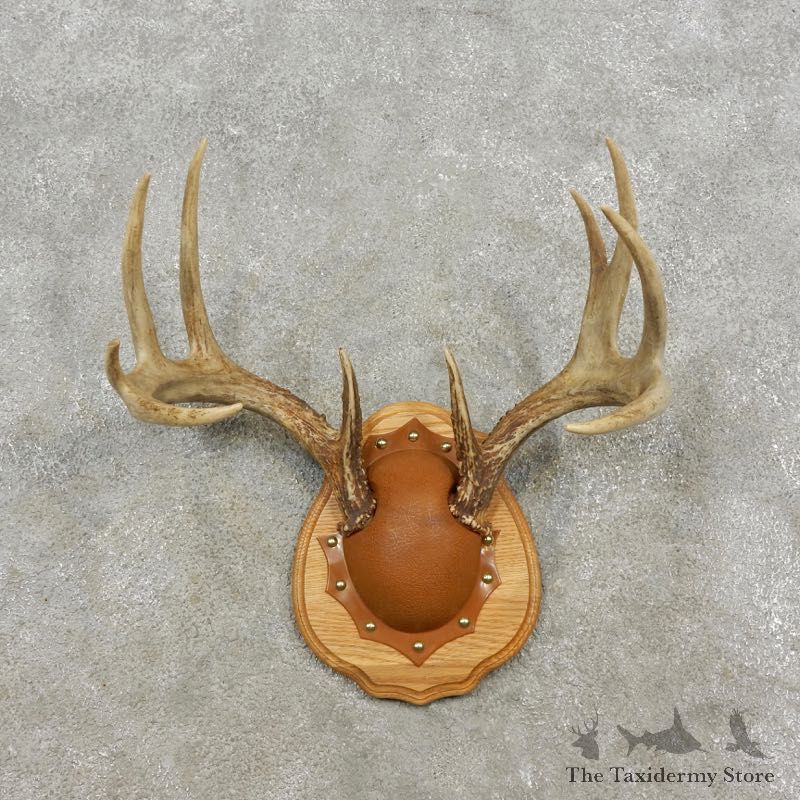 Whitetail Deer Antler Plaque Mount For Sale #17301 @ The Taxidermy Store
