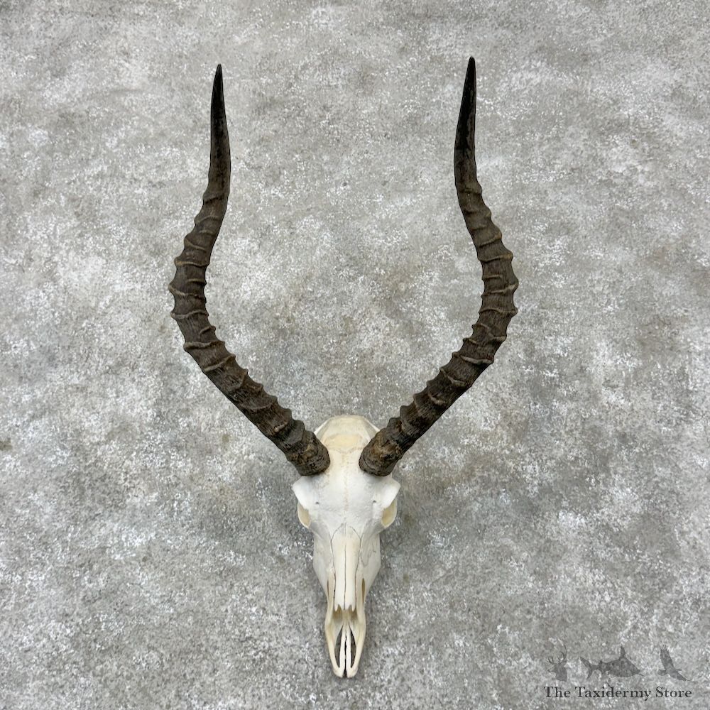 Impala Skull & Horns European Mount For Sale #29825 @ The Taxidermy Store