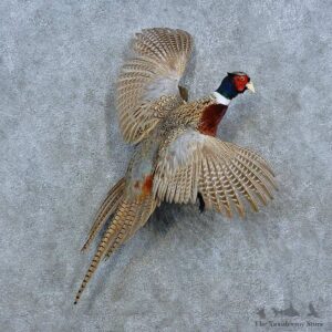 Ringneck Pheasant Bird Mount For Sale #15422 @ The Taxidermy Store