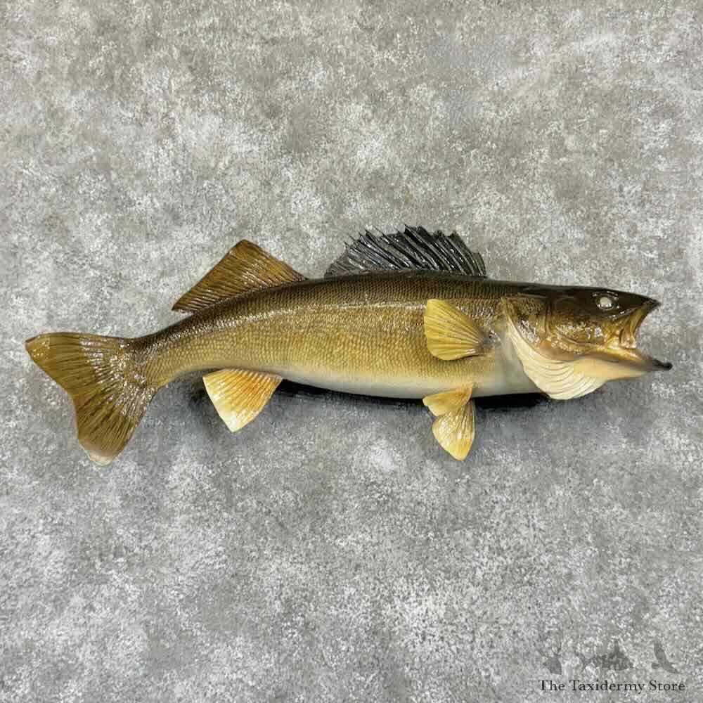 Walleye Fish Mount For Sale #30890 @ The Taxidermy Store