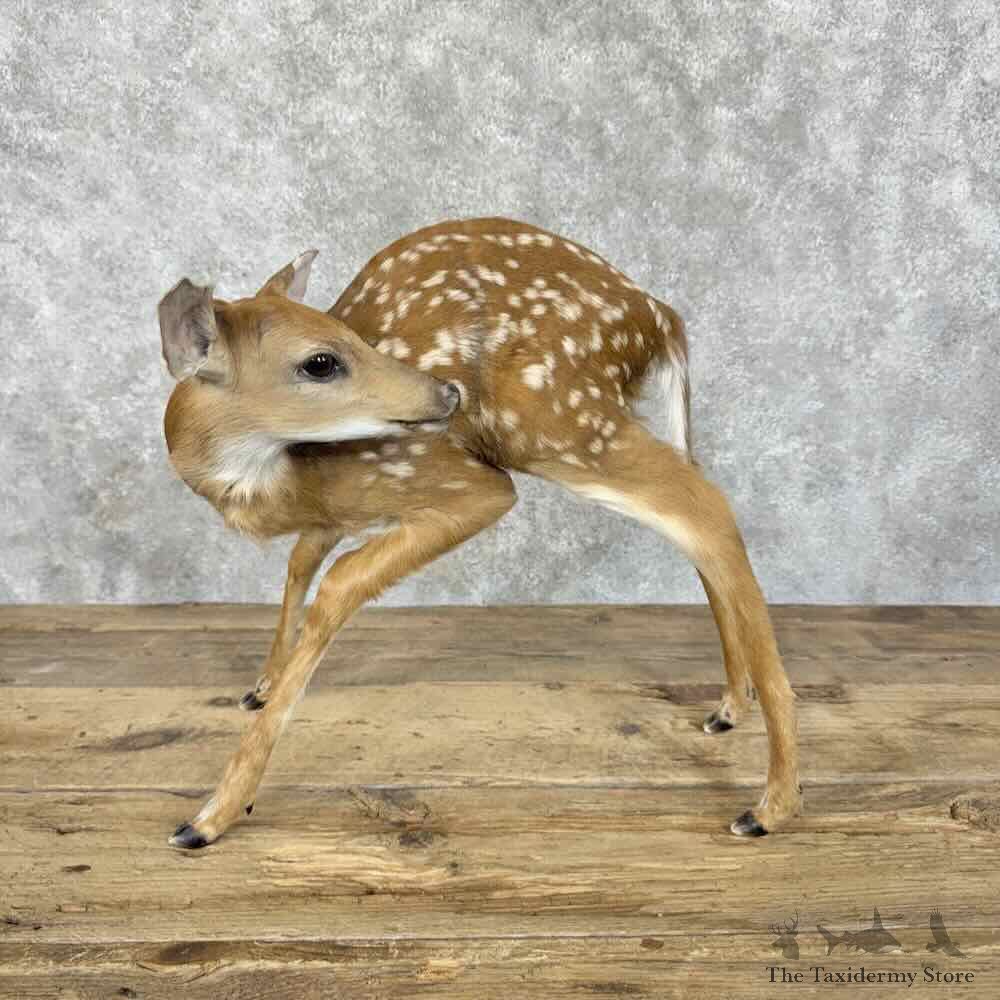 Whitetail Deer Fawn Life-Size Mount For Sale #30560 @ The Taxidermy Store